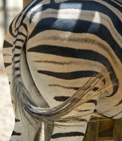 Närbild av baksidan av en zebra — Stockfoto
