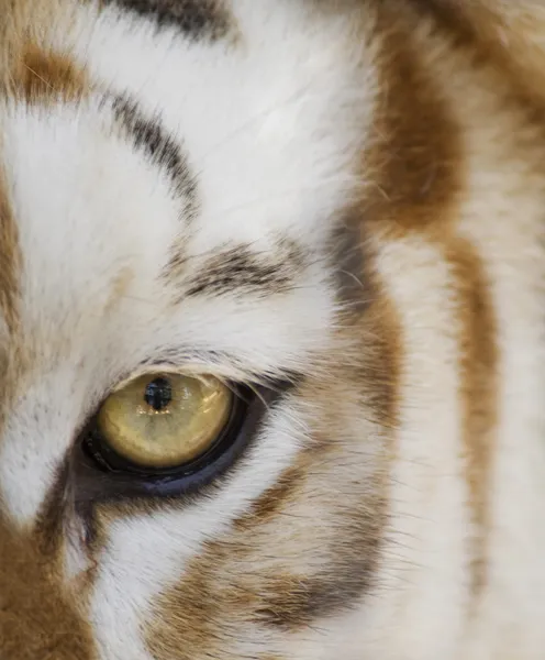 Primer plano de un ojo de tigre —  Fotos de Stock
