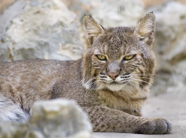 Lynx — Stok Foto