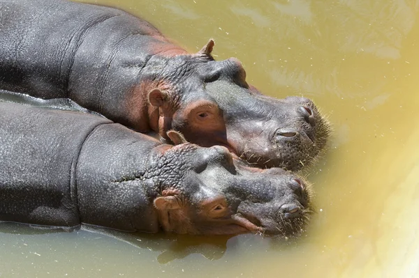 Gros plan de deux Hippopotames — Photo