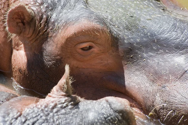 Close-up van een nijlpaard eye — Stockfoto