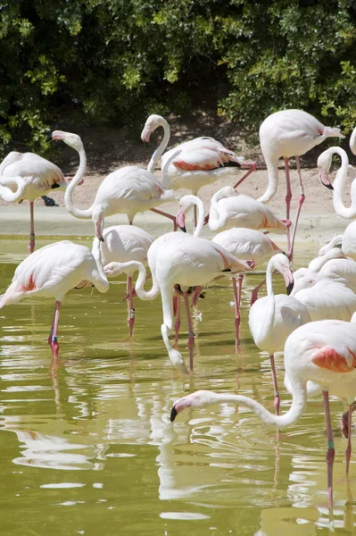 stock image Great Flamingo