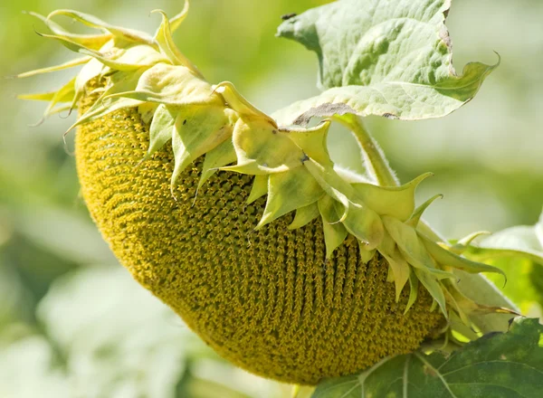 stock image Closeup of a Sunflower