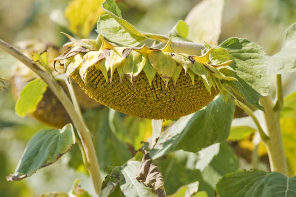 stock image Closeup of a Sunflower