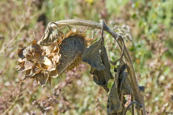 stock image Dying Sunflower