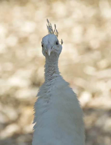 Pavão branco — Fotografia de Stock