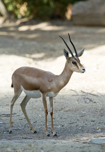 Газлле, Доркас
