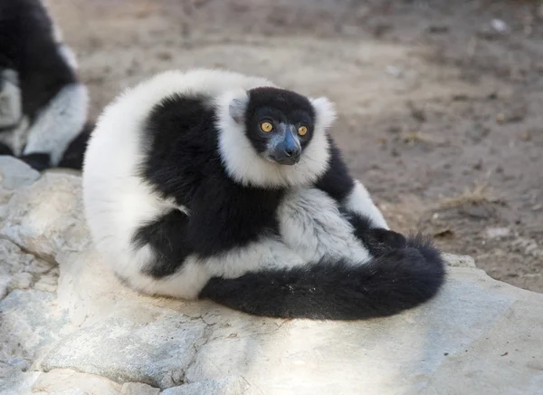 Lemure arruffato bianco e nero — Foto Stock