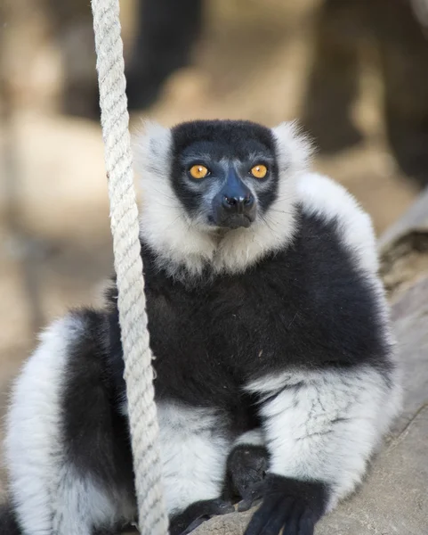 Černý a bílý načechraný lemur — Stock fotografie