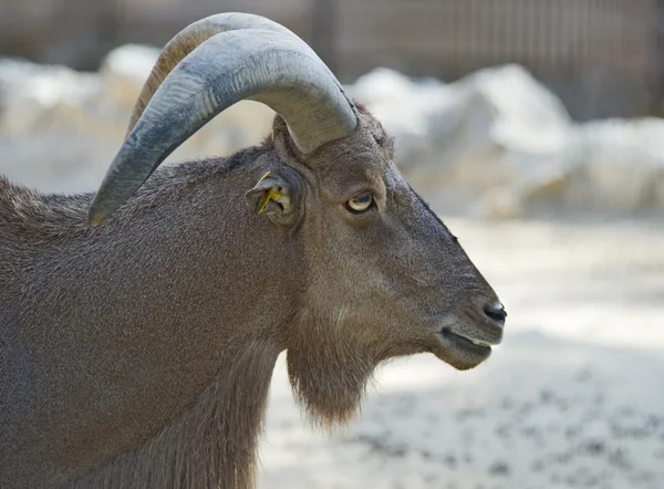 Варварская коза — стоковое фото