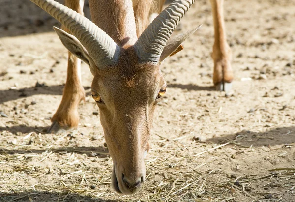Barbary Goat — Stock Photo, Image