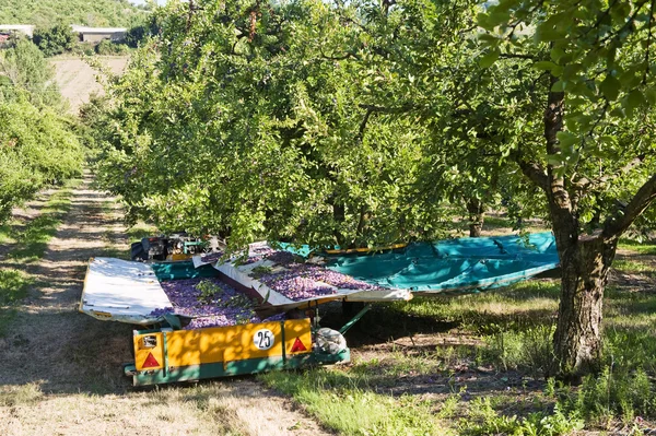 Plums being harvested — Stock Photo, Image