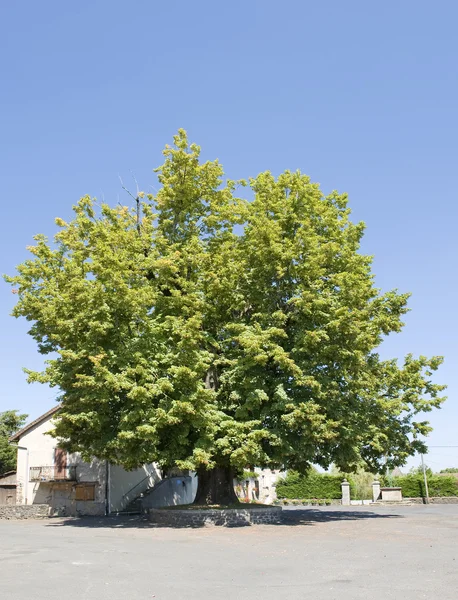 ต้นมะนาว — ภาพถ่ายสต็อก