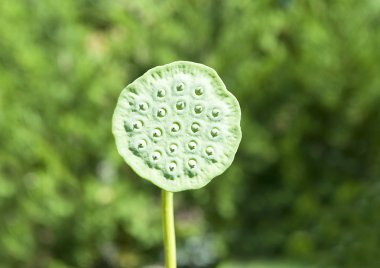 Water Lily after petals have dropped clipart