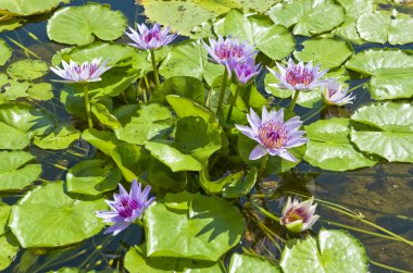 Water Lilies clipart