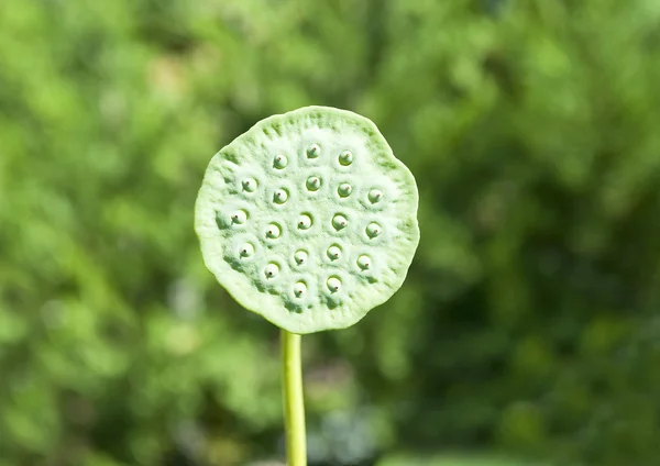 Stock image Water Lily after petals have dropped