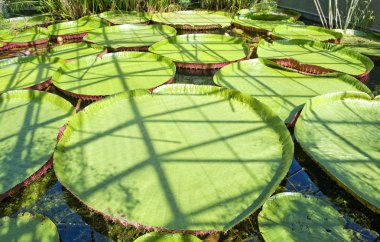 Lily Pads at Monets Garden in France clipart