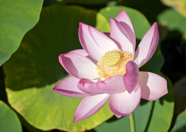 stock image Water Lily