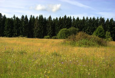 Natural meadows and forest in summer clipart