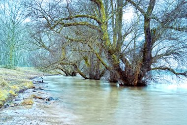 dusseldorf yakınındaki Ren Nehri'nin