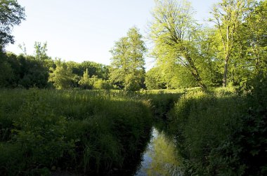 Geç öğleden sonra doğal Grassland