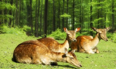 Dişi kırmızı geyik (Cervus elaphus) üzerinde bir takas