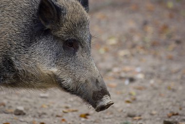 Semiadult yaban domuzu (sus scrofa)