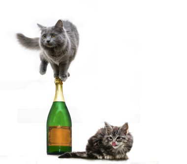 Two cats want to party clipart