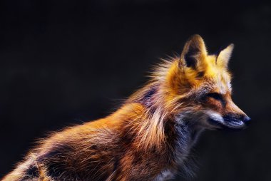 Young red fox (vulpes vulpes) in soft sunset light clipart