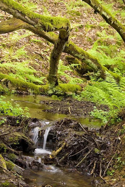 Φυσικό δάσος τοπίο με μικρό ρυάκι — Φωτογραφία Αρχείου