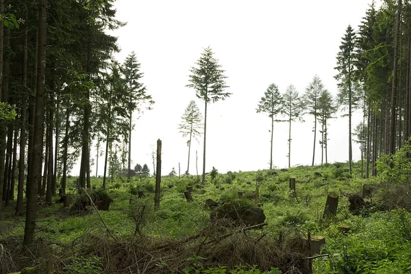 Fırtına tarafından oluşturulan orman boşluğu — Stok fotoğraf
