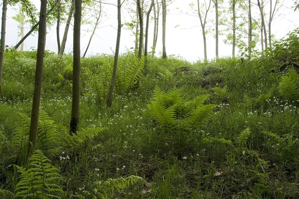 春の若いポプラの森 — ストック写真