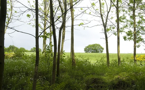 Young poplar forest in spring — Stock Photo, Image