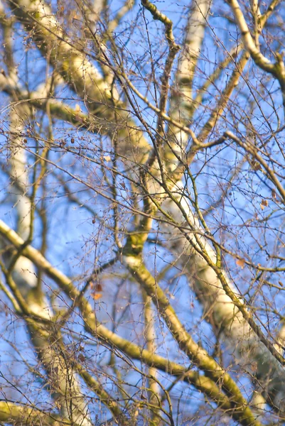 Stock image Branches of some birch trees