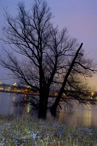 デュッセルドルフの近くのライン川のほとり — ストック写真