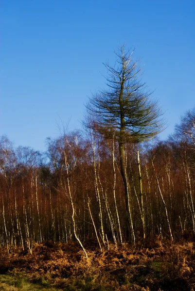 Larch and birch trees on a forest clearance — Stock Photo, Image