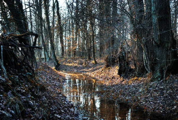 Small creek in a autumnal forest — Stock Photo, Image