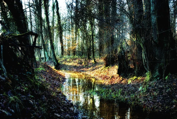Small creek in a autumnal forest — Stock Photo, Image