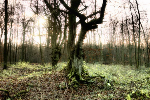Gnarly beech trees in vespertine forest — Stock Photo, Image