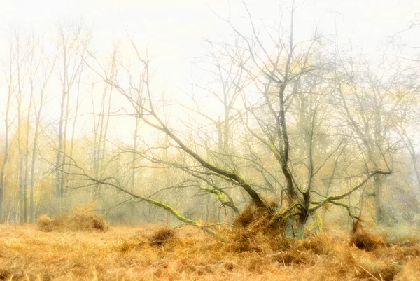 stock image Mossy grove in an autumnal forest