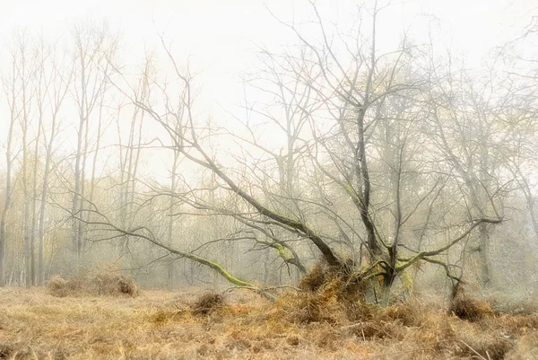 Mohos grove őszi erdőben — Stock Fotó
