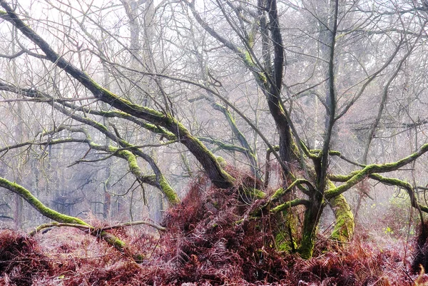 Arvoredo musgo em uma floresta outonal — Fotografia de Stock