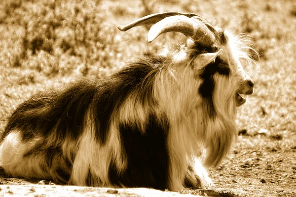 Uzun saçlı erkek keçi portresi — Stok fotoğraf