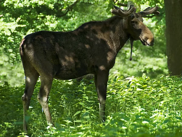 Moose bull (alces alces) — Stock Photo, Image