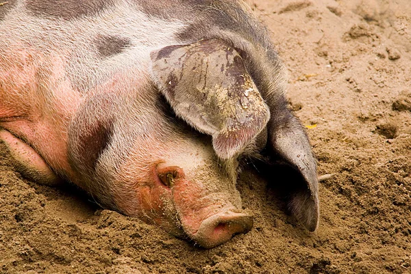 Porco fêmea (Sus scrofa domestica ) — Fotografia de Stock