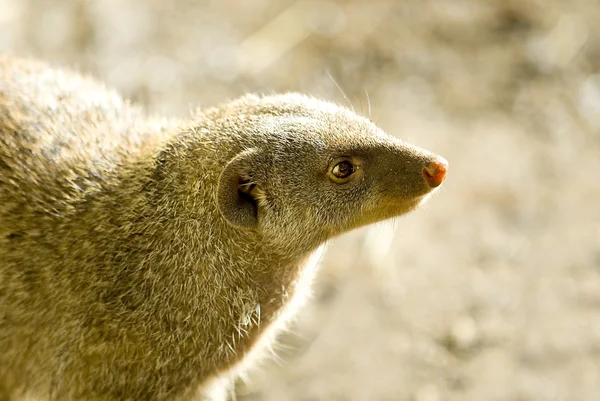Porträtt av en dvärg Mongoose (Helogale parvula) — Stockfoto