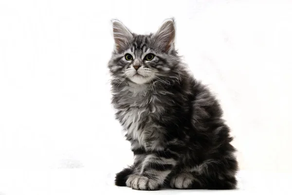 앉아 메인 coon 고양이의 컷 아웃 — 스톡 사진