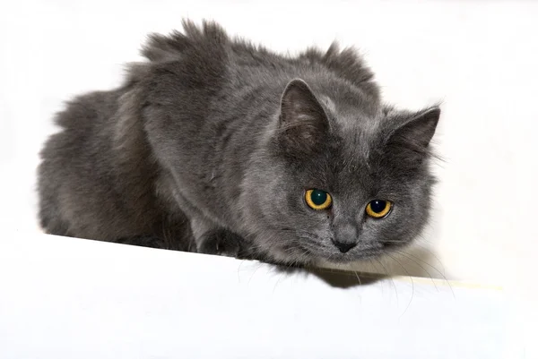 Číhající hlavní rozvádec Čerňák kočka — Stock fotografie
