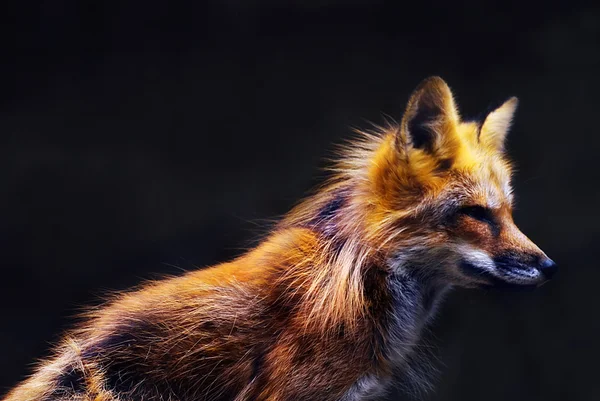 在柔和的夕阳光线的年轻红狐 (vulpes vulpes) — 图库照片