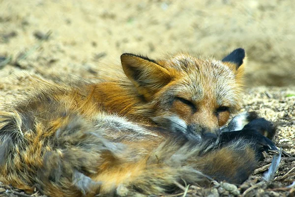 Dormindo jovem raposa vermelha (vulpes vulpes ) — Fotografia de Stock
